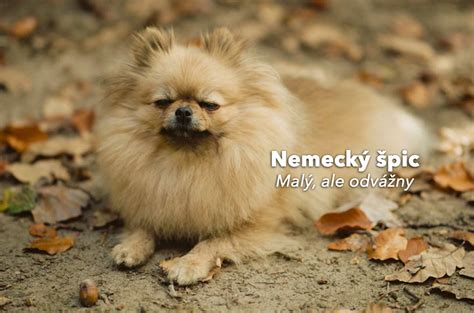 Nemecký byt