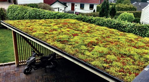 Ukážka extenzívnej zelenej strechy s rozchodníkmi