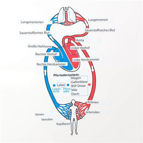 Diagram ukazujúci, ako vysoká teplota vody ovplyvňuje krvný obeh a srdcovú frekvenciu.