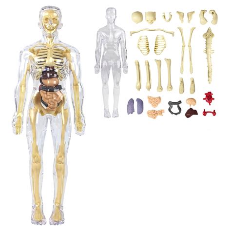 Lekár sledujúci anatomický model v VR