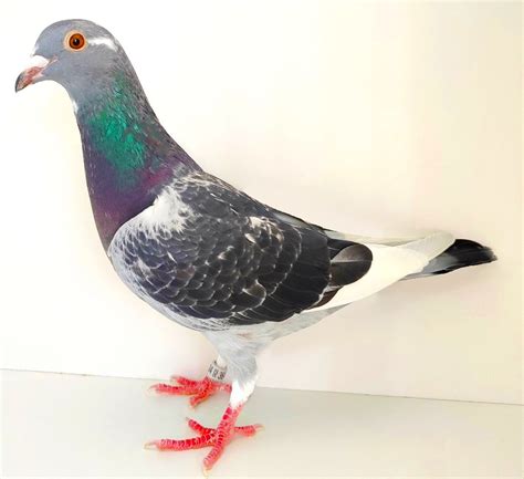 Ilustračná fotografia holuba