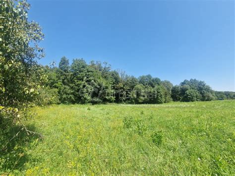 Južne orientovaný svah s ihličnatým lesom a potokom