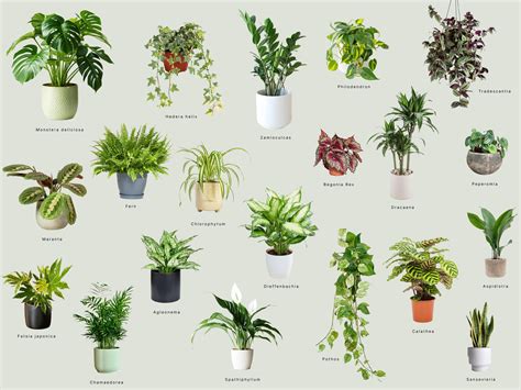 Interiér s množstvom izbových rastlín