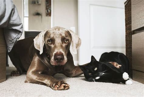 Ilustračná fotografia psa a mačky spolu v modernom byte