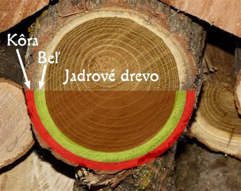 Štruktúra dreva smreku a borovice