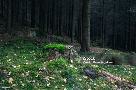 Ilustračná fotografia stromu v lese