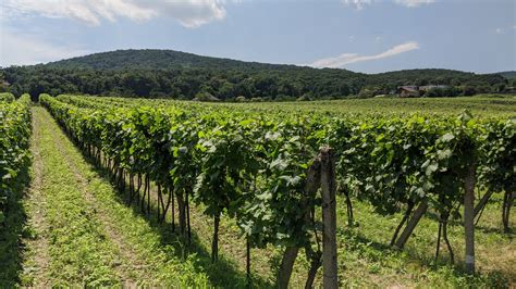 Vinohrady vo Svätom Jure