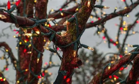 Rôzne farby vianočného osvetlenia