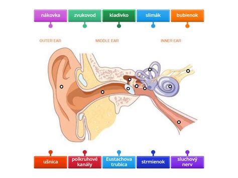 Anatomické zobrazenie ľudského ucha