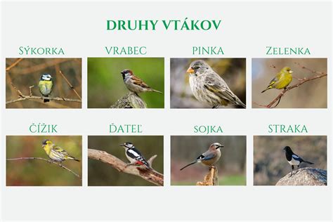 Rôzne druhy vtákov kŕmiacich sa na kŕmidle