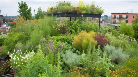 Suchomilné rastliny na extenzívnej zelenej streche