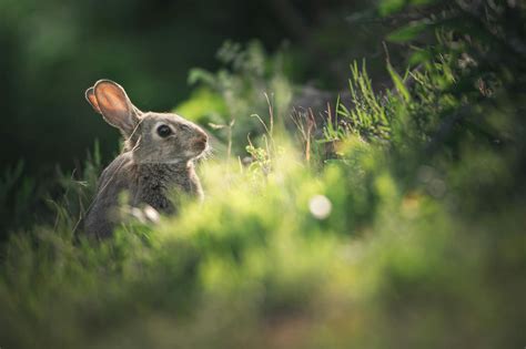 Ilustračná fotografia anténneho zosilňovača