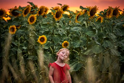 Fotografia projektu Slnečnice v Petržalke