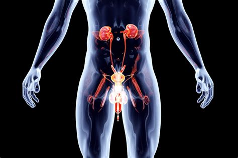 Anatomické znázornenie mužskej a ženskej močovej trubice