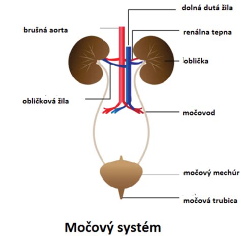 Diagram zobrazujúci striktúru močovej trubice