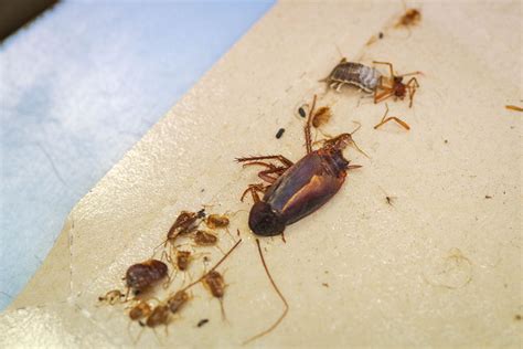 Porovnanie veľkosti a vzhľadu rusu domového a švába obyčajného