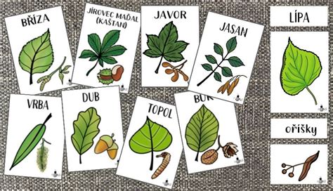 Ilustrácia rôznych kvetov a listov tvoriacich písmená