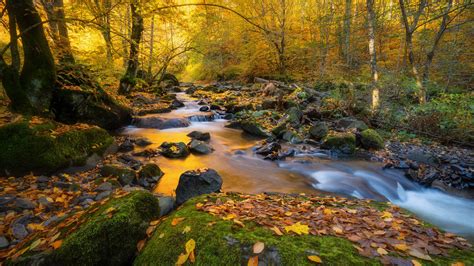 A picturesque stream flowing near a forest