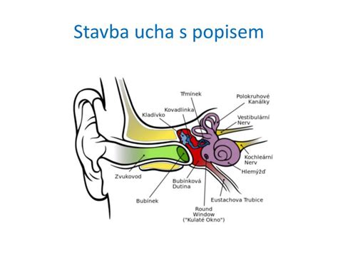 Schéma stavby ľudského ucha s popísanými časťami