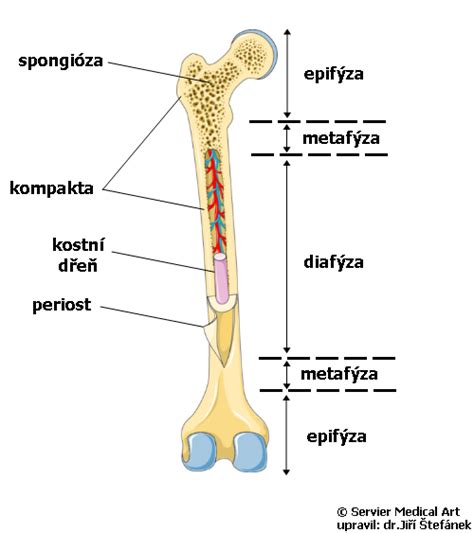 Schéma implantátu ukotveného v kosti