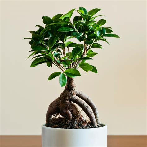 Bonsaj Ficus ginseng na slnečnom parapete