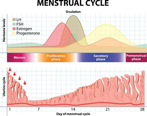 fázy IVF cyklu