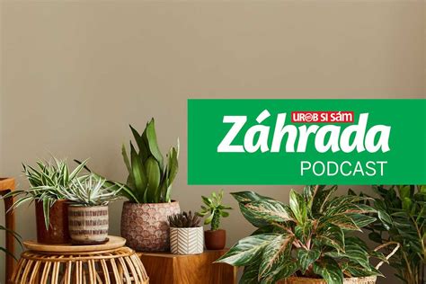 Rôzne druhy kvitnúcich izbových rastlín v interiéri