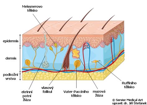 Diagram znázorňujúci vrstvy kože a podkožia ovplyvnené jazvou