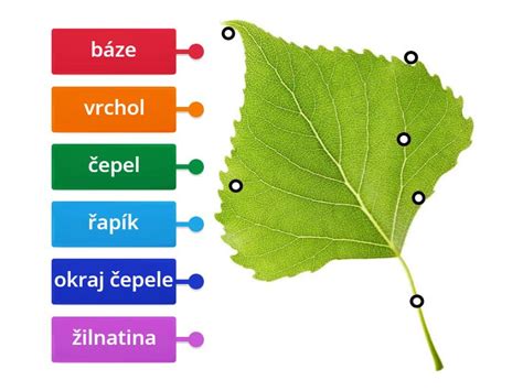 Ilustračný diagram štruktúry listu vlastníctva s vyznačenými časťami A, B, C
