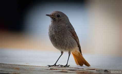 Žltochvost domový v lete