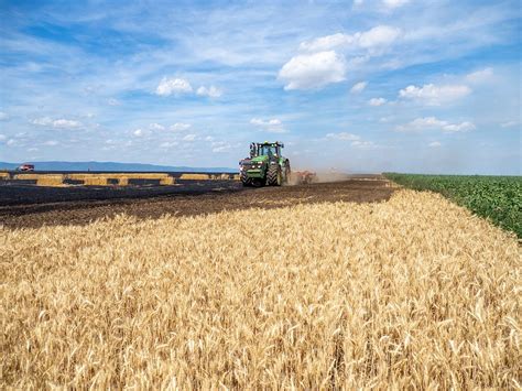 Pole s dozrievajúcim obilím na Slovensku