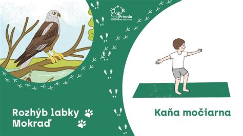 Ilustrácia kane močiarnej v jej prirodzenom prostredí