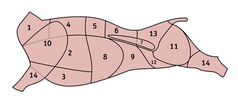 Schematické znázornenie ženského prsníka