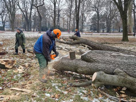 Ilustračná fotografia výrubu dreviny