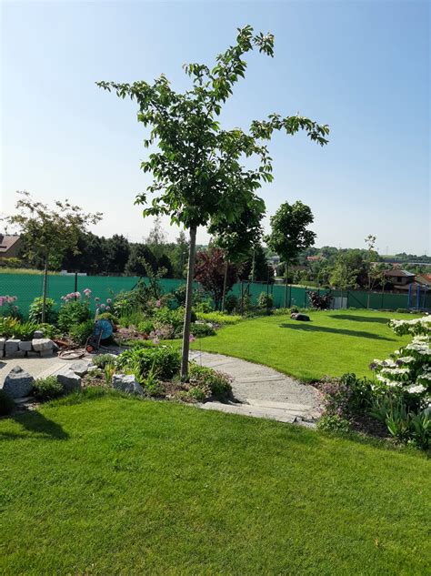 stromy v záhrade rodinného domu