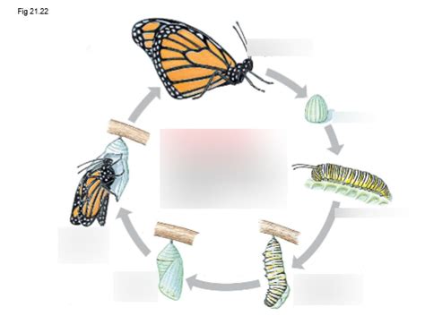 Diagram zobrazujúci cyklus myšlienka-pocit-správanie