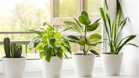 interiér s izbovými rastlinami