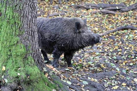 Diviak v mestskom prostredí