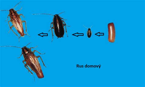 Ilustrácia rus domový s typickými pásmi na hrudnom štíte