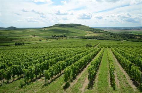 Vinohrad