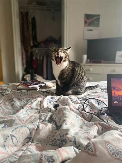 Ilustrácia riešenia sporov medzi prenajímateľom a nájomcom