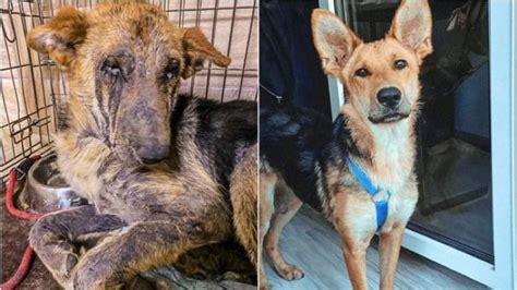 Deti sa zabávajú na drevenej strelnici