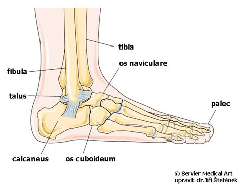 Anatomická kresba ľudskej nohy so zameraním na pätovú kosť.