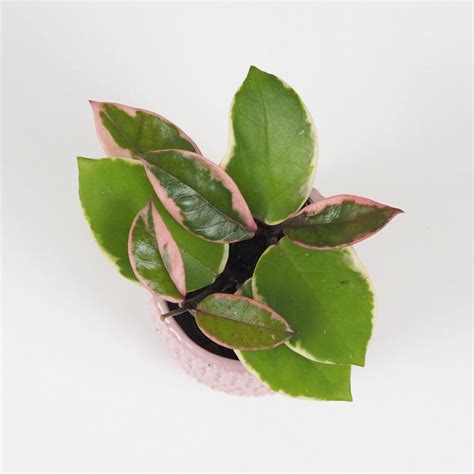 Jasné, nepriame svetlo pre rastlinu Hoya