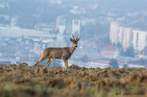Ilustračné foto: Príroda v okolí Hontianskych Trsian
