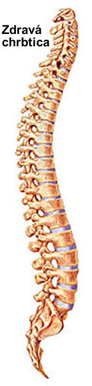 Anatómia ľudskej chrbtice