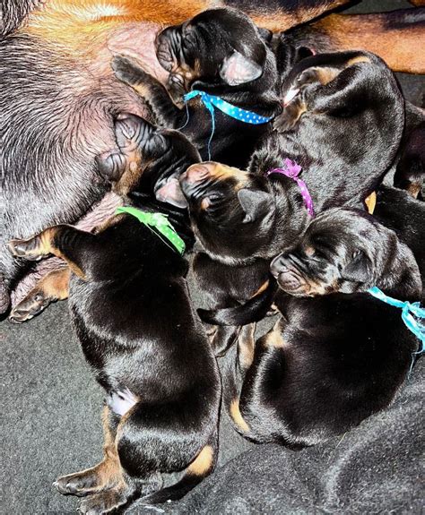 Sučka s novonarodenými šteniatkami