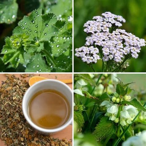 Bylinky na zimnom parapete