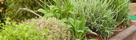 Zimujúce bylinky v kvetináči