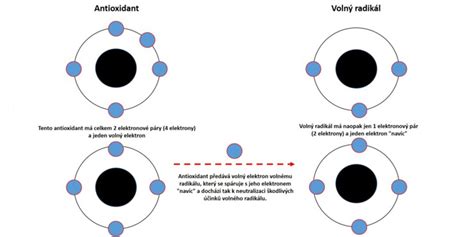 Schéma vplyvu antioxidantov na voľné radikály